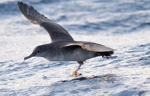 El ave marina más amenazada sorprende adaptándose al cambio climático