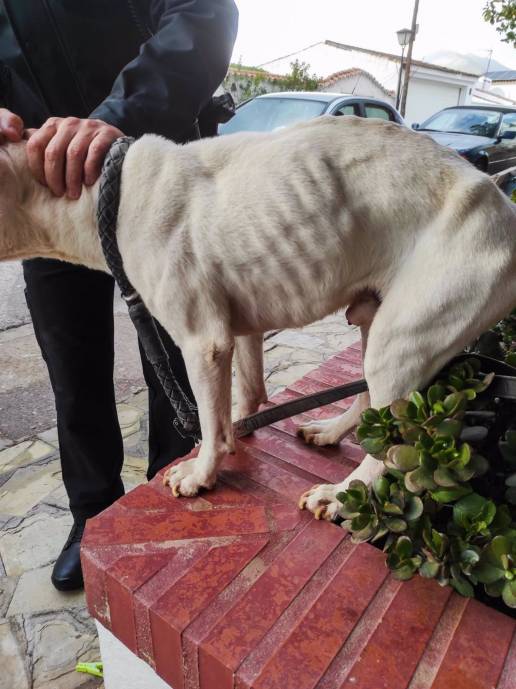 Policía Local de Marbella rescata a un perro que llevaba meses sin comida y agua en un trastero sin ventilación