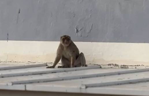 Activan un dispositivo para atrapar a un mono visto por los techos de varios institutos de La Línea