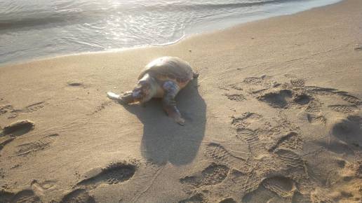 Aparecen cinco ejemplares de tortugas y un delfín en los últimos días en el litoral de levante de La Línea
