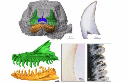 El dragón de Komodo tiene dientes de dinosaurio