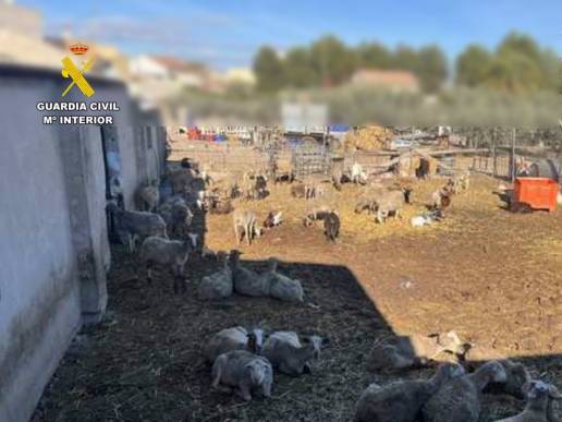 Localizada una explotación ganadera ilegal en la Vega Baja tras hallar cadáveres de ovejas