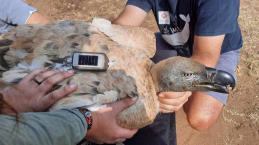 Sateliot y la ONG EWT monitorizarán buitres para detectar la caza furtiva en África y salvar especies amenazadas