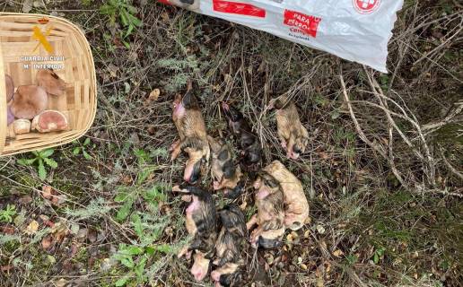 Investigada por el hallazgo de ocho cachorros de perro muertos dentro de un saco en Peromingo (Salamanca)