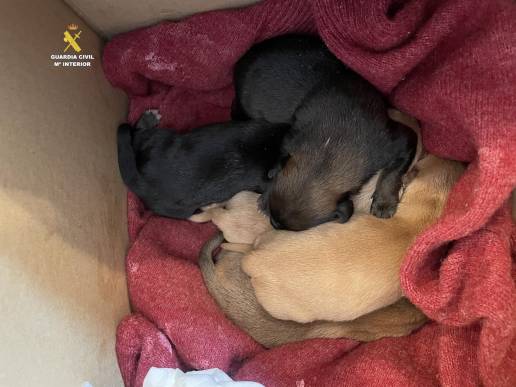 Investigado un hombre por abandonar cinco cachorros de perro en un contenedor en Zucaina