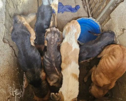 Investigan la situación de ocho perros en Purullena, a la espera del informe del veterinario