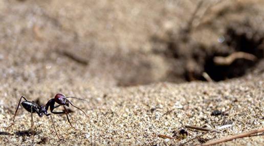 Localizado el GPS cerebral de las hormigas del desierto