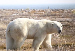Los osos polares probablemente no soportarán veranos más largos