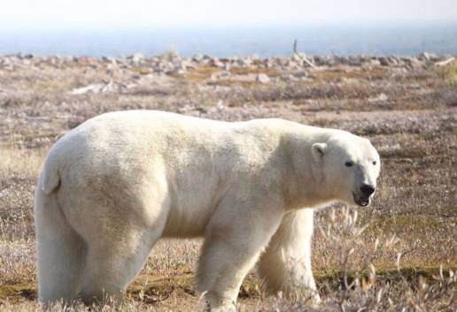 Los osos polares probablemente no soportarán veranos más largos