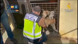 Detenido en Gran Canaria por tener perros hacinados en una finca en condiciones precarias