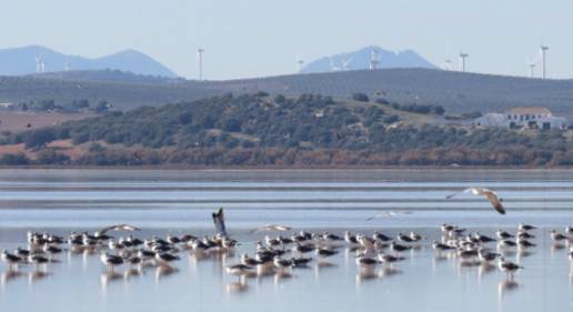 Las gaviotas trasladan 400 kilos de plástico de los vertederos a la laguna de Fuente de Piedra (Málaga), según estudio