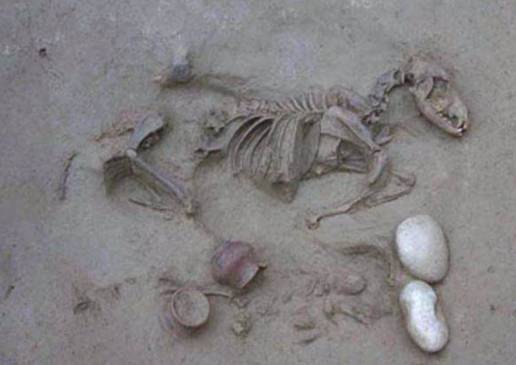 Humanos pre-romanos eran enterrados con perros y caballos