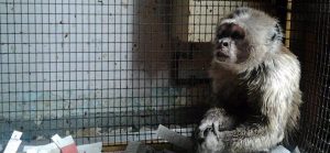 Faada rescata a un mono capuchino que vivió 35 años enjaulado en un piso de Barcelona