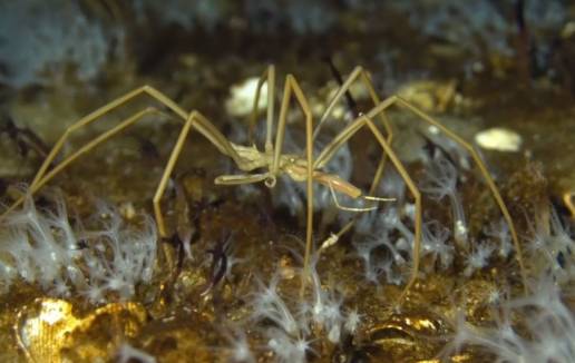 Solución al misterio reproductivo de las arañas marinas gigantes