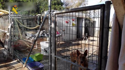 Investigada la gerente de un refugio en Almería por presunto maltrato a un centenar de perros y gatos