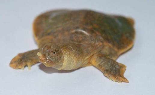 Primer núcleo reproductor de la increíblemente rara tortuga Cantor