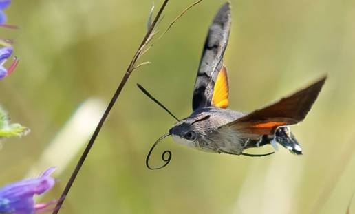 Los genomas de mariposas y polillas no cambian en 250 millones de años