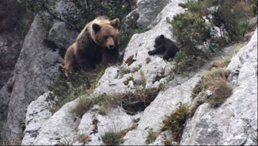 Las hembras de oso pardo escogen oseras cercanas a su área de apareamiento para evitar el infanticidio, según estudio