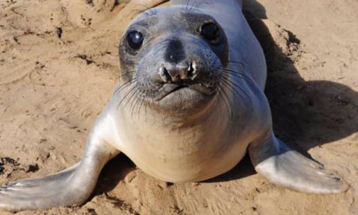 Una casi extinción hace 130 años amenaza el futuro de un tipo de foca