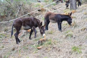 El AMB introduce cabras y burros en bosques metropolitanos para combatir el cambio climático