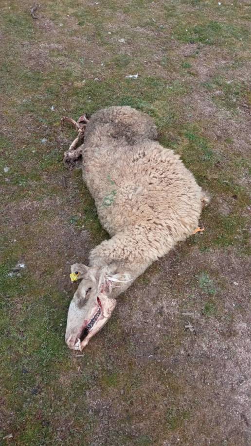 Los buitres matan dos ovejas en Santo Domingo (Salamanca)