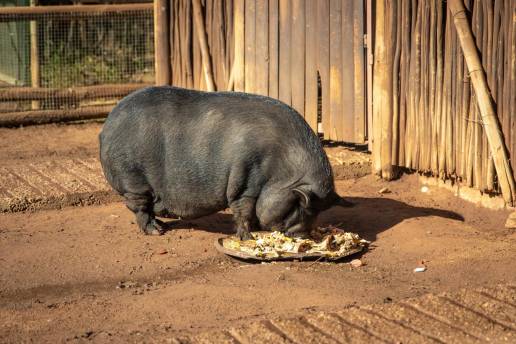 Andalucía estudiará un protocolo de actuación ante la proliferación de poblaciones de cerdos vietnamitas