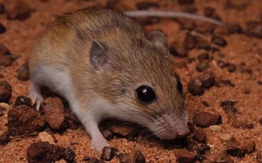 Una especie de ratón australiano se convierte en tres distintas