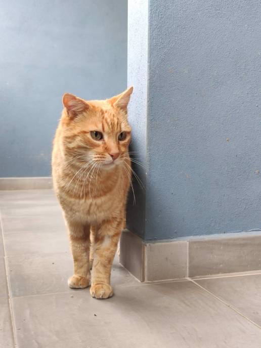 Paterna promueve las adopciones de gatos de su refugio tras las 151 del año pasado