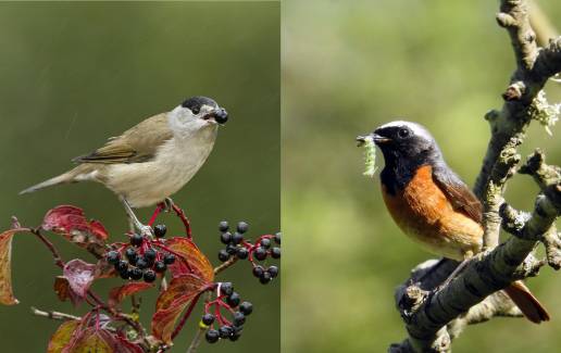Un estudio evidencia que el control de plagas y la dispersión de semillas en el manzano dependen de las mismas aves