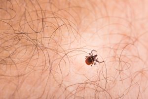 La proliferación de garrapatas por el cambio climático puede multiplicar los casos de Lyme, según un estudio