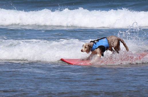 La playa de La Concha de Suances acogerá el III Campeonato Europeo de Surf para perros