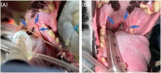 Reversión del adenocarcinoma oral en estadio III en un perro tratado con el anticuerpo terapéutico anticanino PD-1: informe de un caso