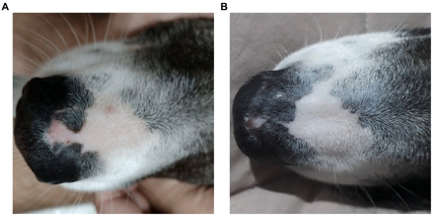 Caso clínico: Terapia con cannabinoides para el lupus eritematoso discoide en un perro
