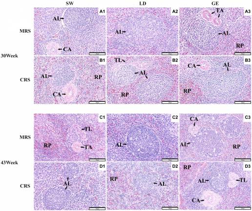 Efectos del sistema de cría mixto en jaula vs. suelo de red sobre la histomorfología y los perfiles de expresión génica del bazo de ganso