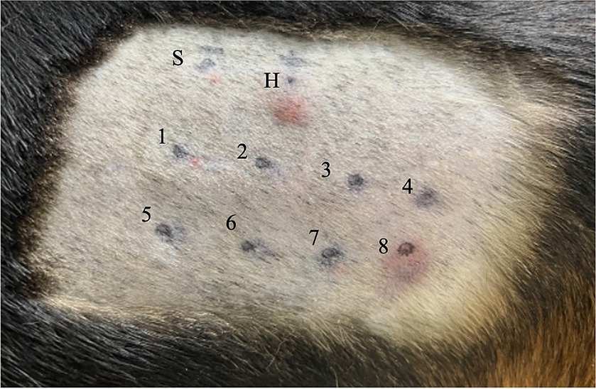 Evaluación de la seguridad de un tampón utilizado en la liofilización de plaquetas caninas: reacción de hipersensibilidad tipo I en perros causada por albúmina sérica bovina