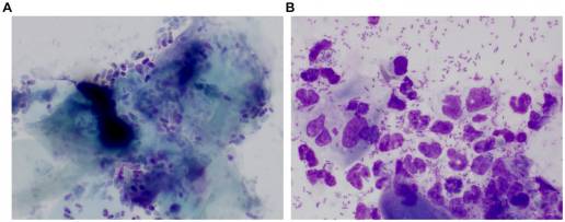 Evaluación no invasiva de la expresión de citoquinas utilizando el cerumen de perros con otitis externa
