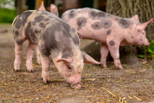 Detección rápida de patógenos virales emergentes y de alta consecuencia en cerdos