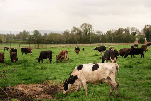 Control de Coxiella burnetii en ovejas, cabras y vacas infectadas de forma natural, e implicaciones para la salud pública: una revisión exploratoria