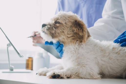 Detección del cáncer en perros mediante análisis rápido de orina molecular Raman