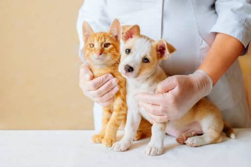 Perspectivas, motivaciones y preocupaciones de los dueños de mascotas sobre los biobancos veterinarios