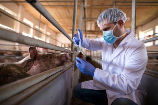 Seguimiento de la transmisión del virus porcino en embriones derivados de ovocitos de mataderos comerciales