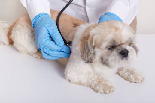 Tratamiento con isoflurano para el estado epiléptico refractario y superrefractario en perros