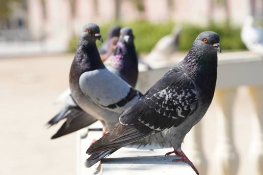 Los técnicos de Zoonosis del Ayuntamiento de Murcia detectan un virus invernal que afecta a pichones y palomas