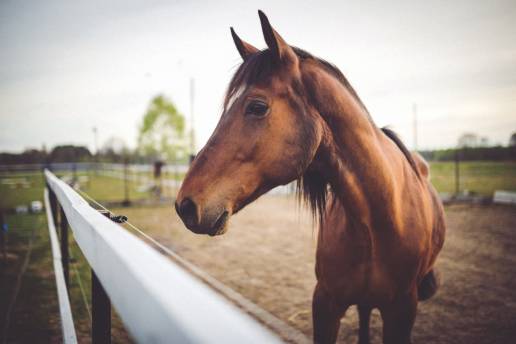 Identificado el dueño de unos caballos en Lugo, que fueron localizados en una avenida de la ciudad