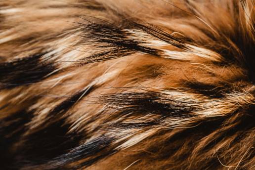 La estructura del pelo de los animales cambia del verano al invierno para defenderse del clima