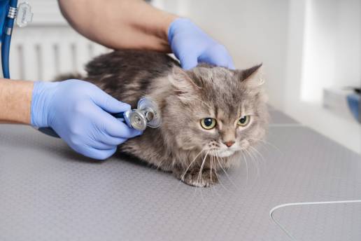 Tratamiento inmunoestimulante de poliprenilo en gatos con presunta peritonitis infecciosa felina no efusiva en un estudio de campo