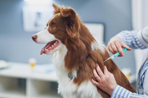 Prednisolona en perros: exposición al plasma y respuesta de los glóbulos blancos