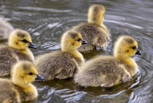 El Ayuntamiento de Getafe mantendrá el nivel de agua de un estanque en El Bercial hasta que unas crías de pato puedan volar