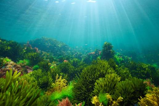Purina Europa lanza su primer Programa de Restauración Oceánica, con el objetivo de restaurar 1.500 hectáreas de hábitats marinos para 2030