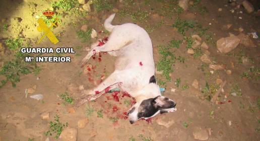 La Guardia Civil investiga al presunto autor de la muerte de un perro mientras paseaba con su dueña